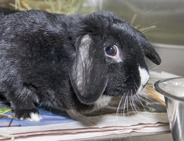 Pet of the week: Doris